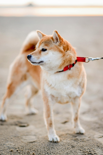 Shiba inu, shiba, chó, dog, cún con, puppy, lông, fur, dễ thương, cute, thú cưng, pet, vật nuôi, domestic animal, động vật, animal - Valeria Boltneva