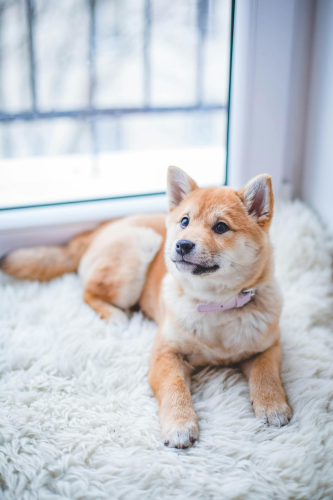 Shiba inu, shiba, chó, dog, cún con, puppy, lông, fur, dễ thương, cute, thú cưng, pet, vật nuôi, domestic animal, động vật, animal - Valeria Boltneva