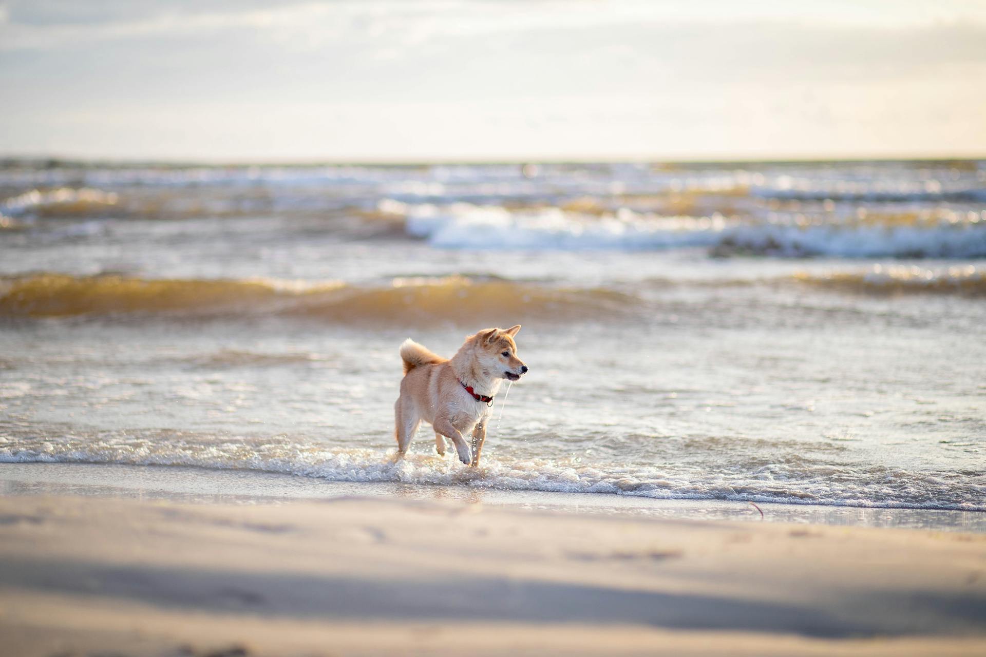 Shiba inu, shiba, chó, dog, thú cưng, pet, vật nuôi, domestic animal, động vật, animal, dễ thương, cute, bãi biển, beach, sóng, waves - Valeria Boltneva 1