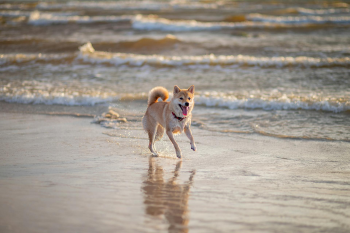 Shiba inu, shiba, chó, dog, thú cưng, pet, vật nuôi, domestic animal, động vật, animal, dễ thương, cute, bãi biển, beach, sóng, waves - Valeria Boltneva
