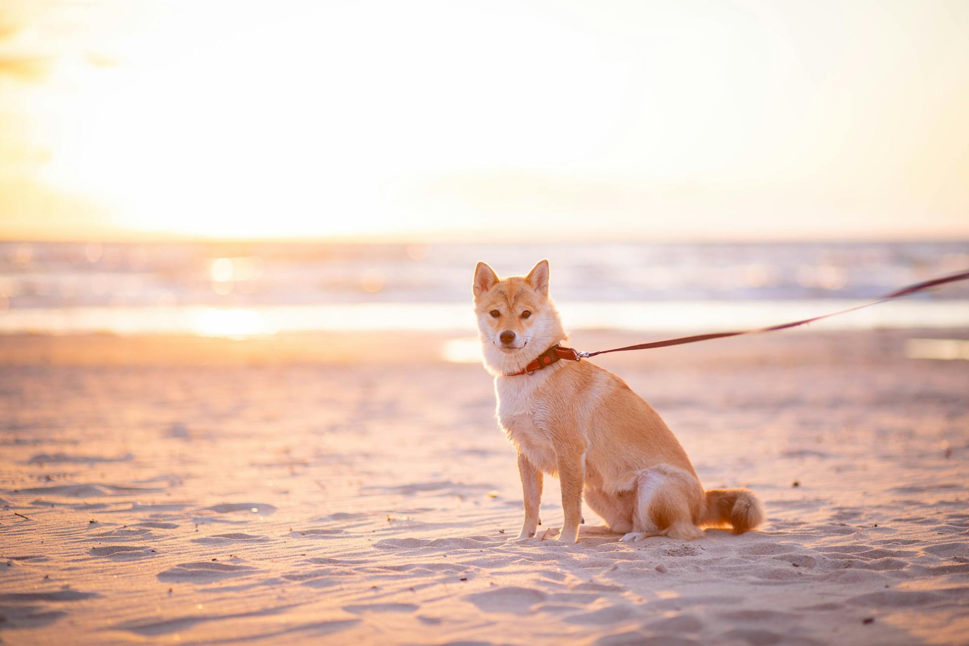 Shiba inu, shiba, chó, dog, thú cưng, pet, vật nuôi, domestic animal, động vật, animal, lông, fur, dễ thương, cute, bình minh, sunrise - Valeria Boltneva