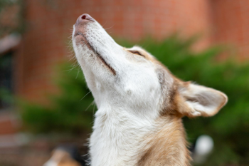 Chó, dog, thú cưng, pet, vật nuôi, domestic animal, động vật, animal, lông, fur - Михаил Крамор