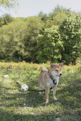 Shiba inu, shiba, chó, dog, thú cưng, pet, vật nuôi, domestic animal, động vật, animal, dễ thương, cute, cây, tree, cỏ, grass, quả bóng, ball - Yaroslav Shuraev