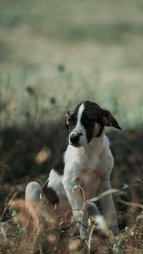 Chó, dog, thú cưng, pet, vật nuôi, domestic animal, động vật, animal, dễ thương, cute, lông, fur -  Zaur Takhgiriev