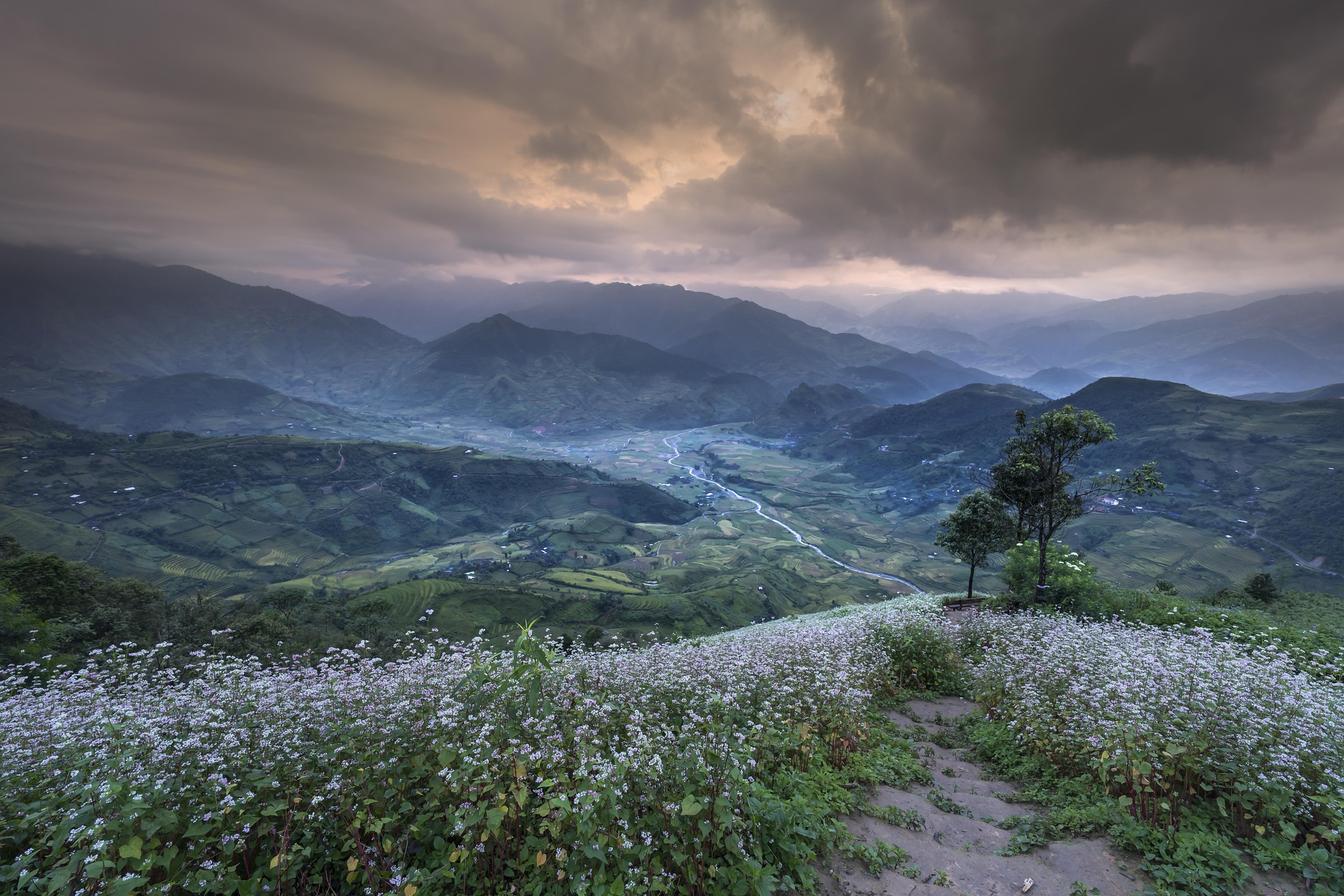 Tam giác mạch, buckwheat flower, núi rừng, mountain, thung lũng, valley, mây mù, cloudy sky- Quangpraha 1