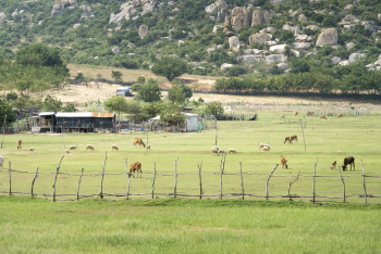 Cánh đồng, núi, đàn bò, bò, Field, mountain, herd of cows, cows- Quangpraha