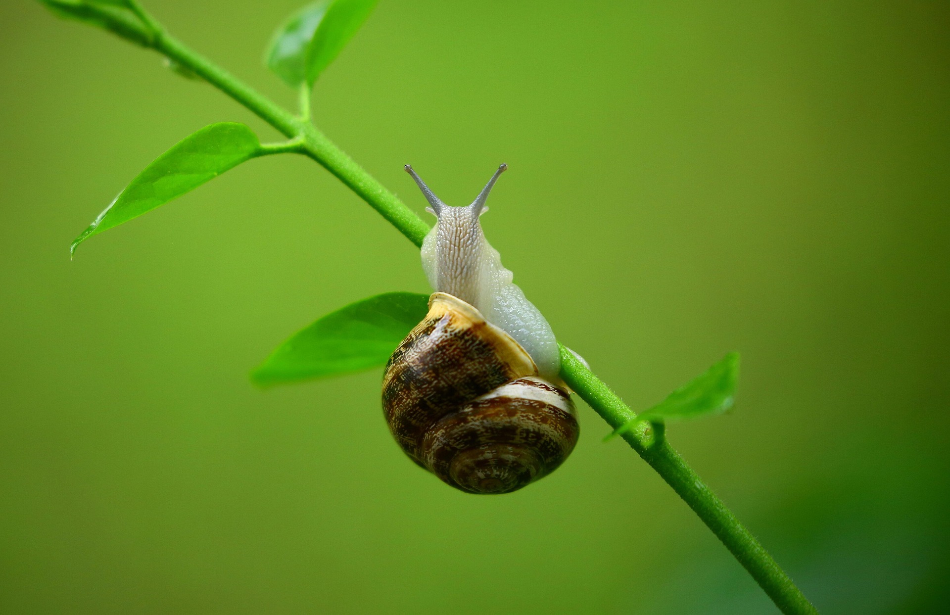 Ốc sên snail, lá, leaf, cận cảnh, close-up, thiên nhiên nature - marri63 1