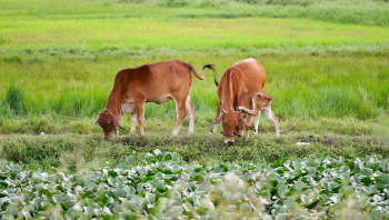 Con bò, động vật, cow, animal, hình nền, nền, background -trilemedia