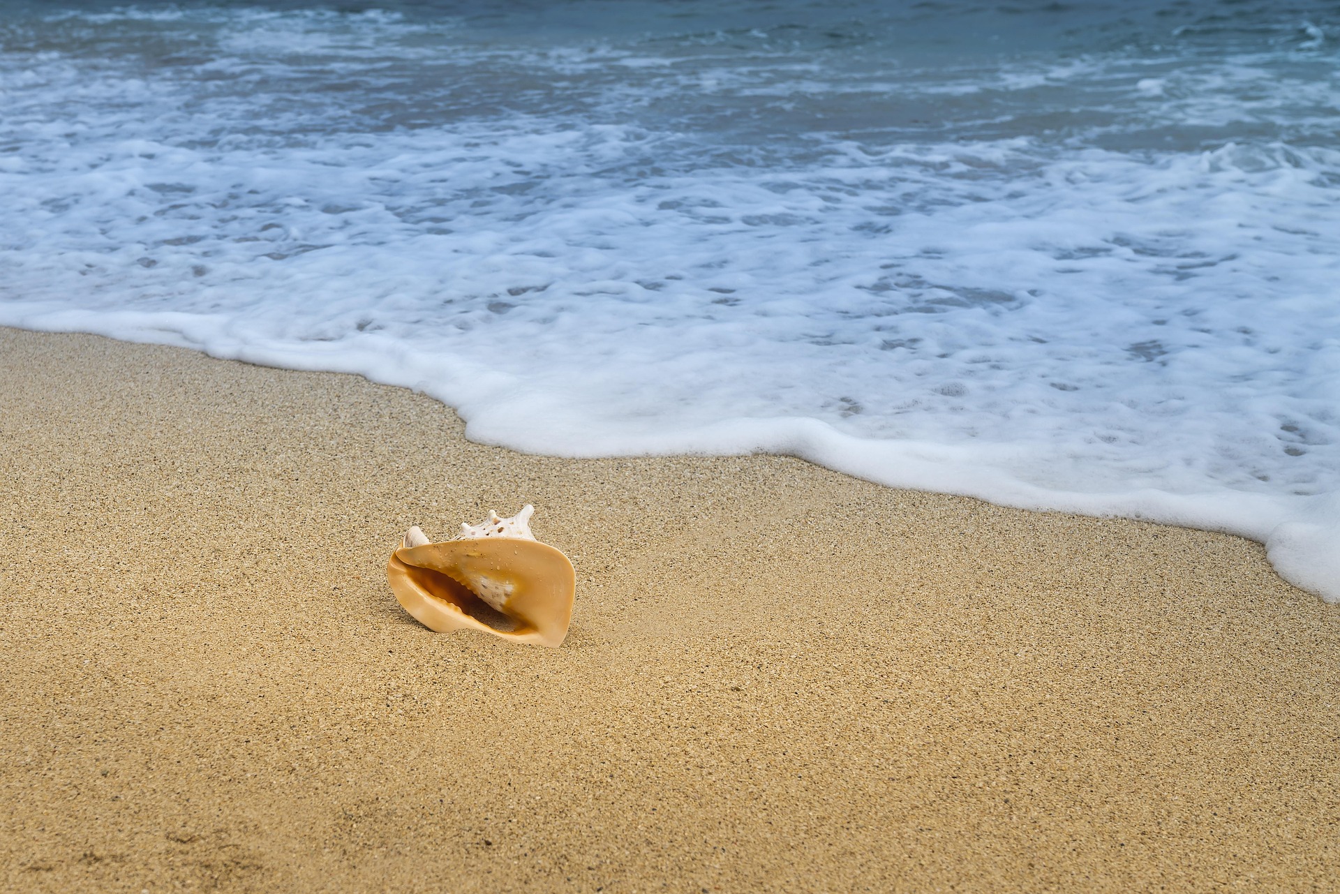 Vỏ ốc, seashell, bãi biển, beach, cát vàng, yellow sand, sóng biển, sea wave - Quangpraha 3