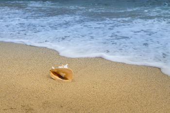 Vỏ ốc, seashell, bãi biển, beach, cát vàng, yellow sand, sóng biển, sea wave - Quangpraha 3