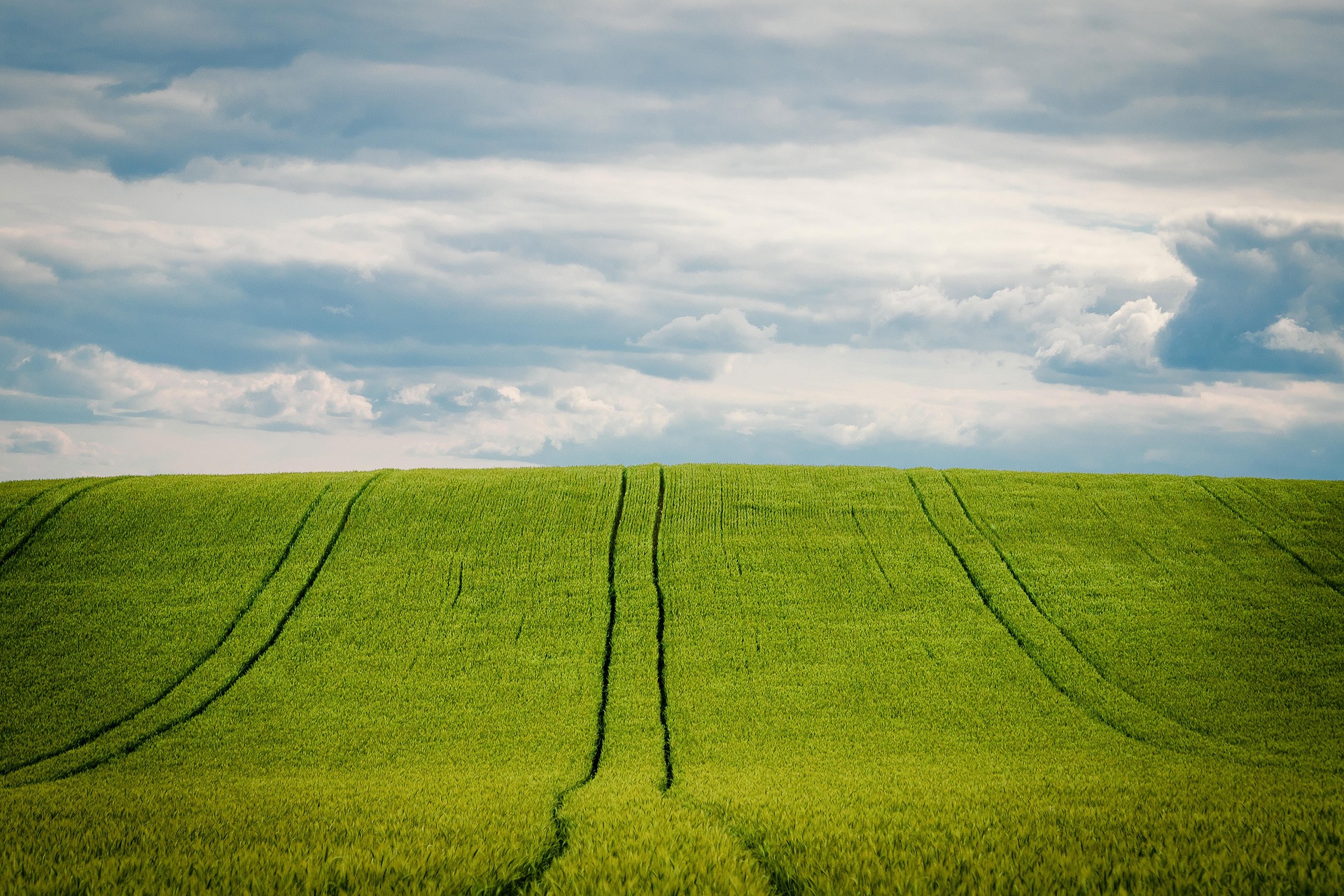 Cánh đồng xanh, green field, bầu trời nhiều mây, cloudy sky, chân trời, horizon, nông nghiệp, agriculture - minka2507