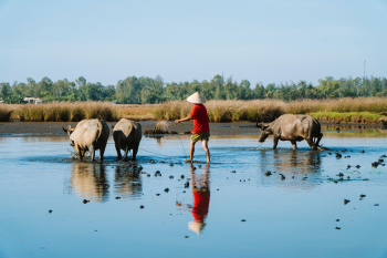 Con trâu, động vật, buffalo, animal, hình nền, nền, background -trilemedia