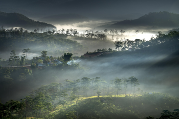Sương mù, rừng thông, Đà Lạt, Fog, pine forest, Dalat, hình nền, nền, background