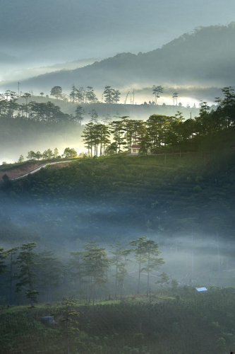 Sương mù, rừng thông, Đà Lạt, Fog, pine forest, Dalat, hình nền, nền, background 1