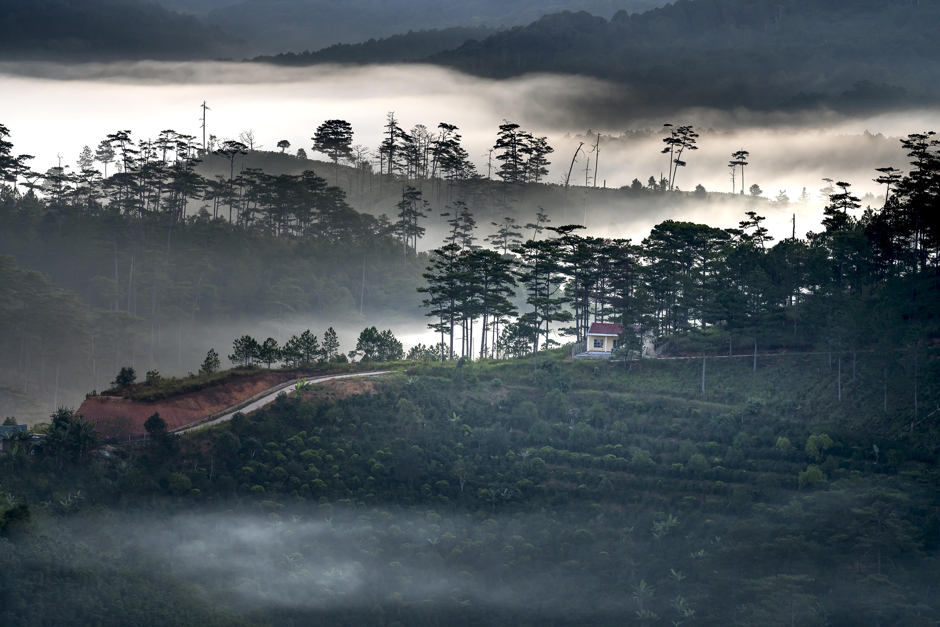Sương mù, rừng thông, Đà Lạt, Fog, pine forest, Dalat, hình nền, nền, background 2