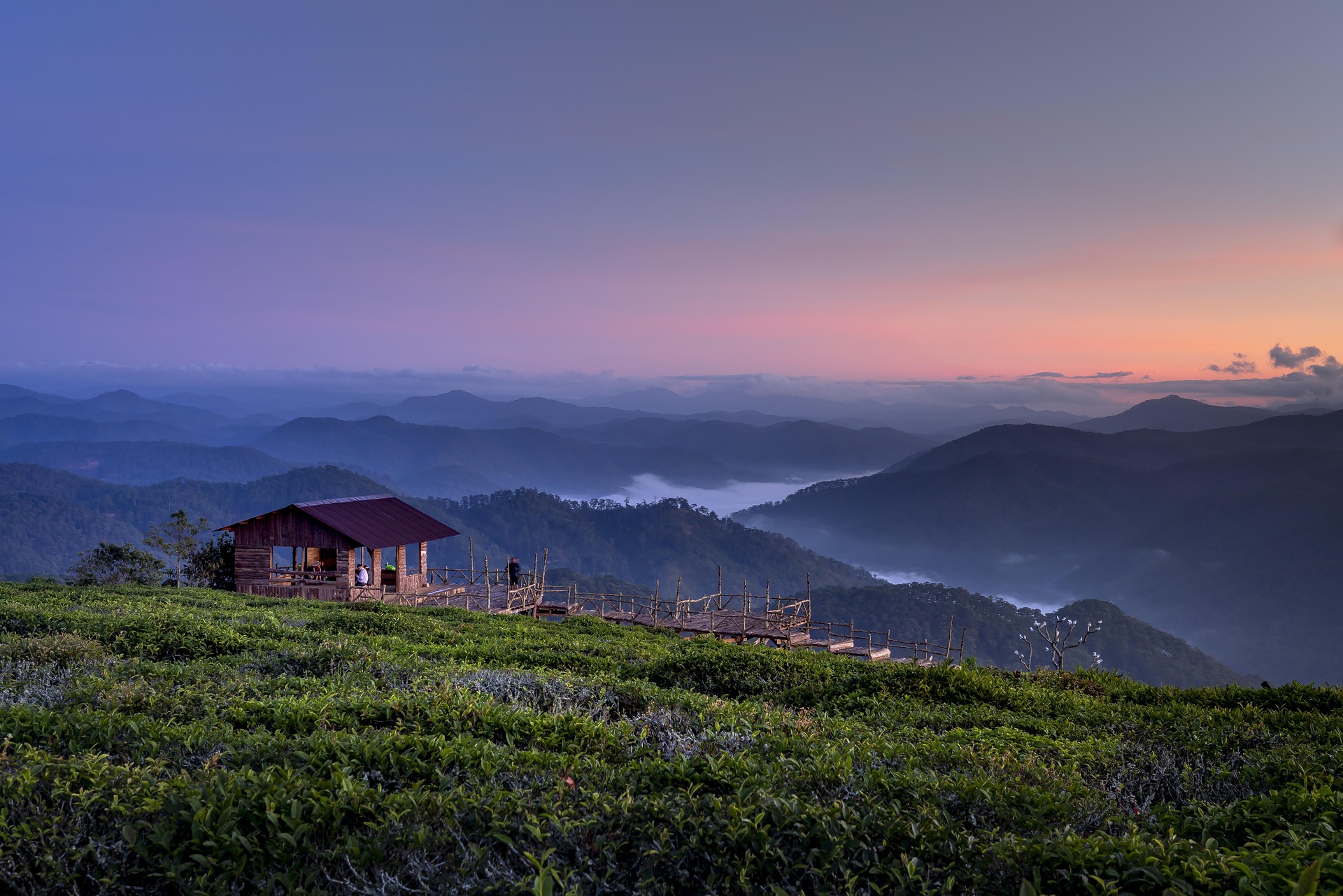 Sương mù, rừng thông, Đà Lạt, hoàng hôn,sunset, Fog, pine forest, Dalat, hình nền, nền, background