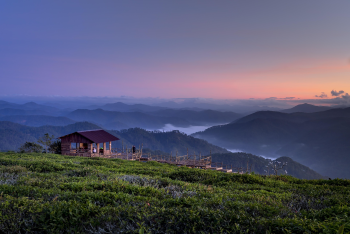 Sương mù, rừng thông, Đà Lạt, hoàng hôn,sunset, Fog, pine forest, Dalat, hình nền, nền, background