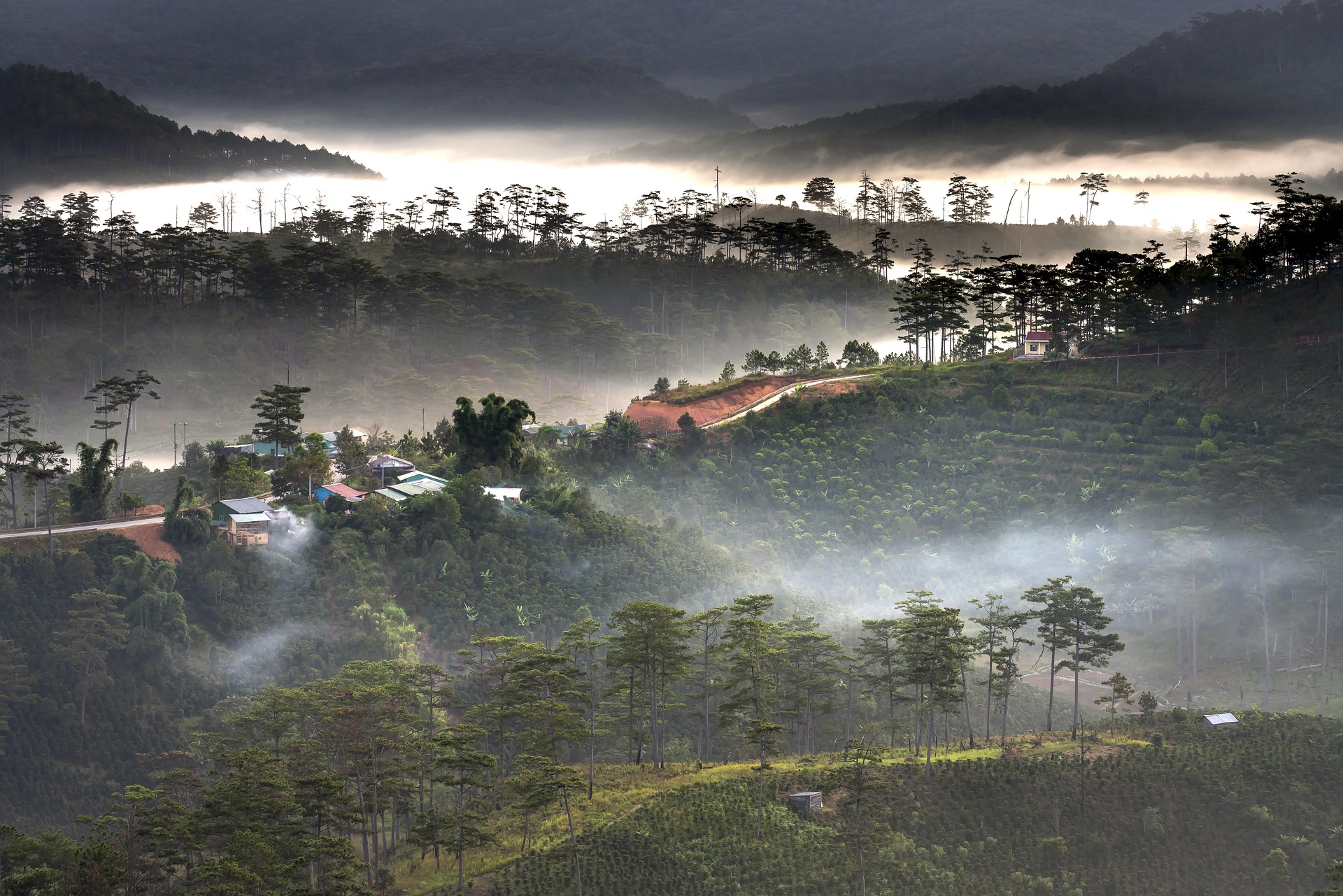 Sương mù, rừng thông, Đà Lạt, Fog, pine forest, Dalat, hình nền, nền, background 5