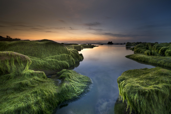 Bãi đá, rêu xanh, Rock beach, green moss, hình nền, nền, background -Quangpraha