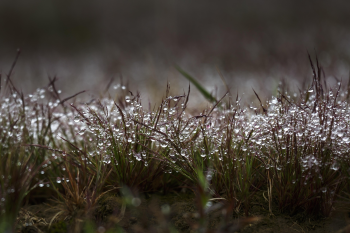 Cỏ hồng, pink grass, giọt sương, dew drops,mùa sương, misty season- Quangpraha