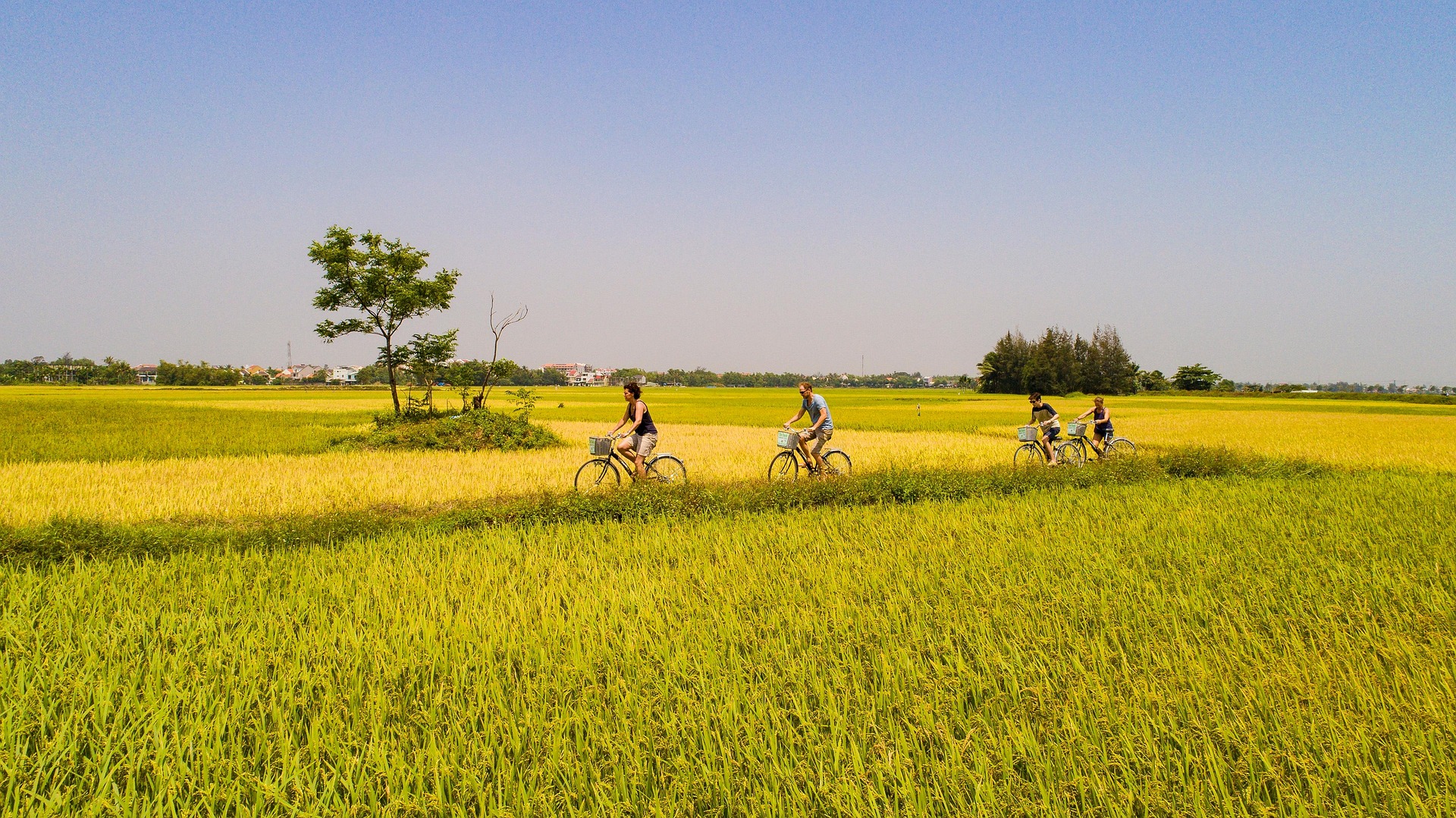Cánh đồng, đồng ruộng, Field, hình nền, nền, background -trilemedia