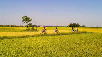 Cánh đồng, đồng ruộng, Field, hình nền, nền, background -trilemedia