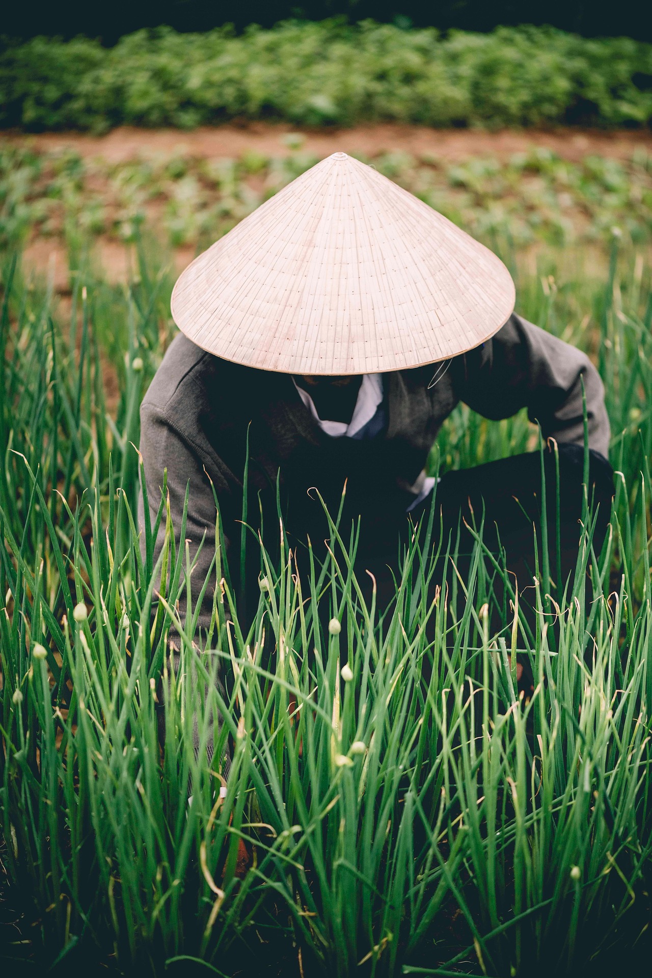 Nông dân, cánh đồng, làm lúa,Farmer, field, rice farming, hình nền, nền, background -trilemedia