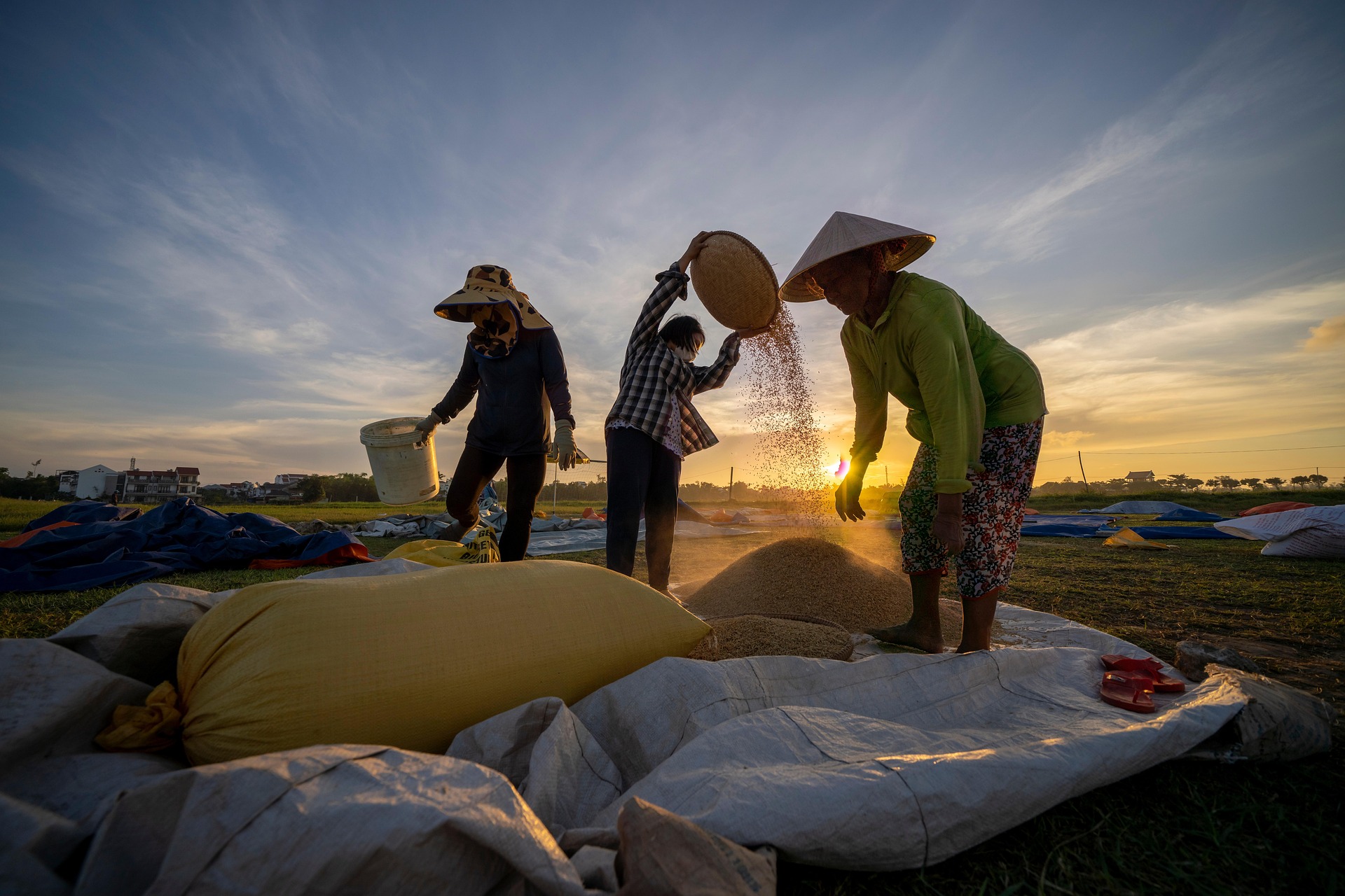 Nông dân, cánh đồng, làm lúa,Farmer, field, rice farming, hình nền, nền, background -trilemedia 1