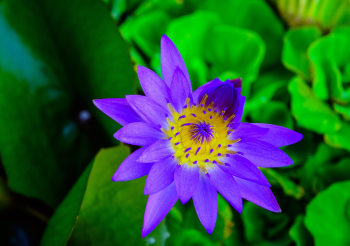 Hoa súng, water lily, tông tím, purple tones, cận cảnh close-up, thiên nhiên nature -  minhquyennikon