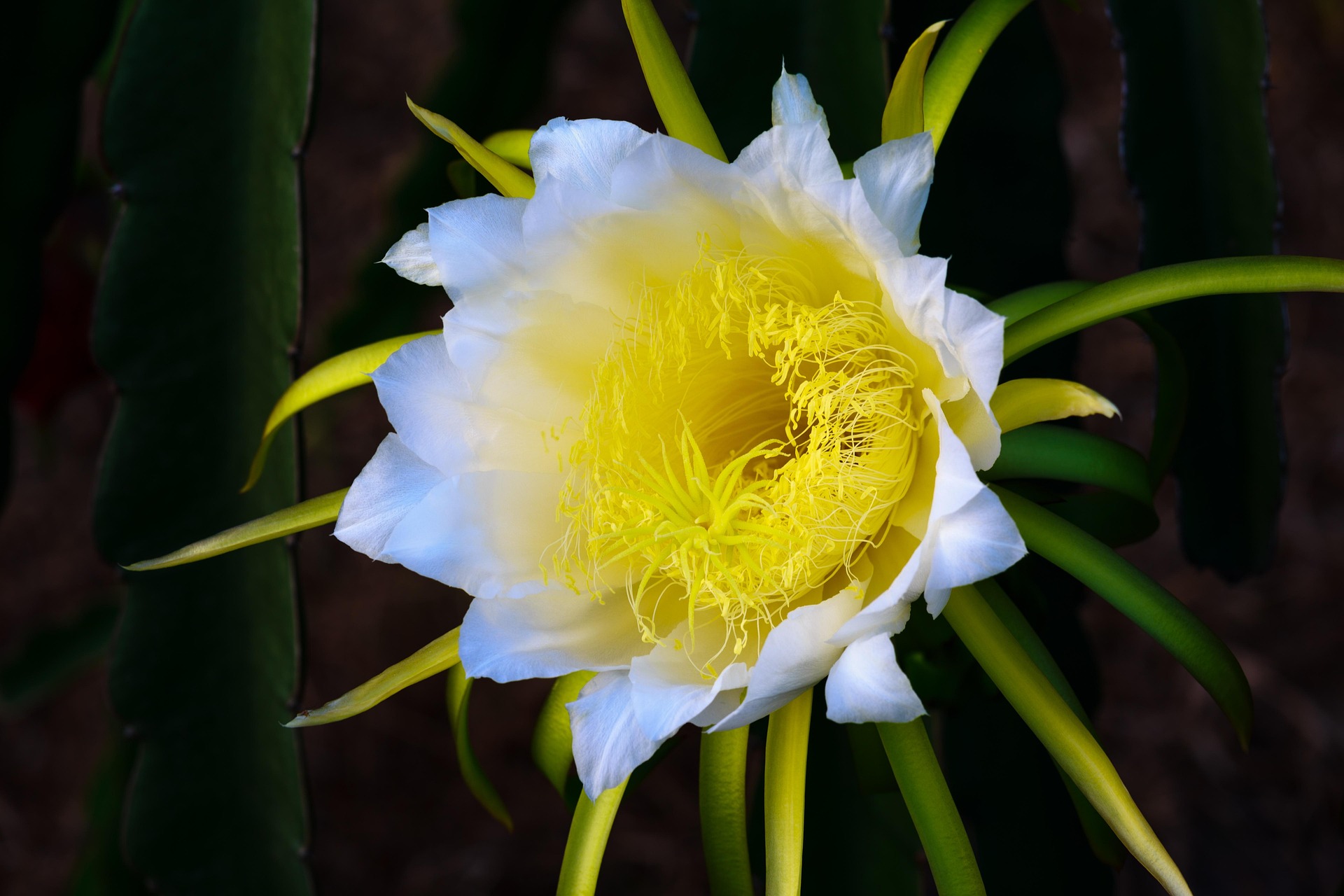 Hoa thanh long, dragon fruit flower, nở rộ, blooming- Quangpraha 1