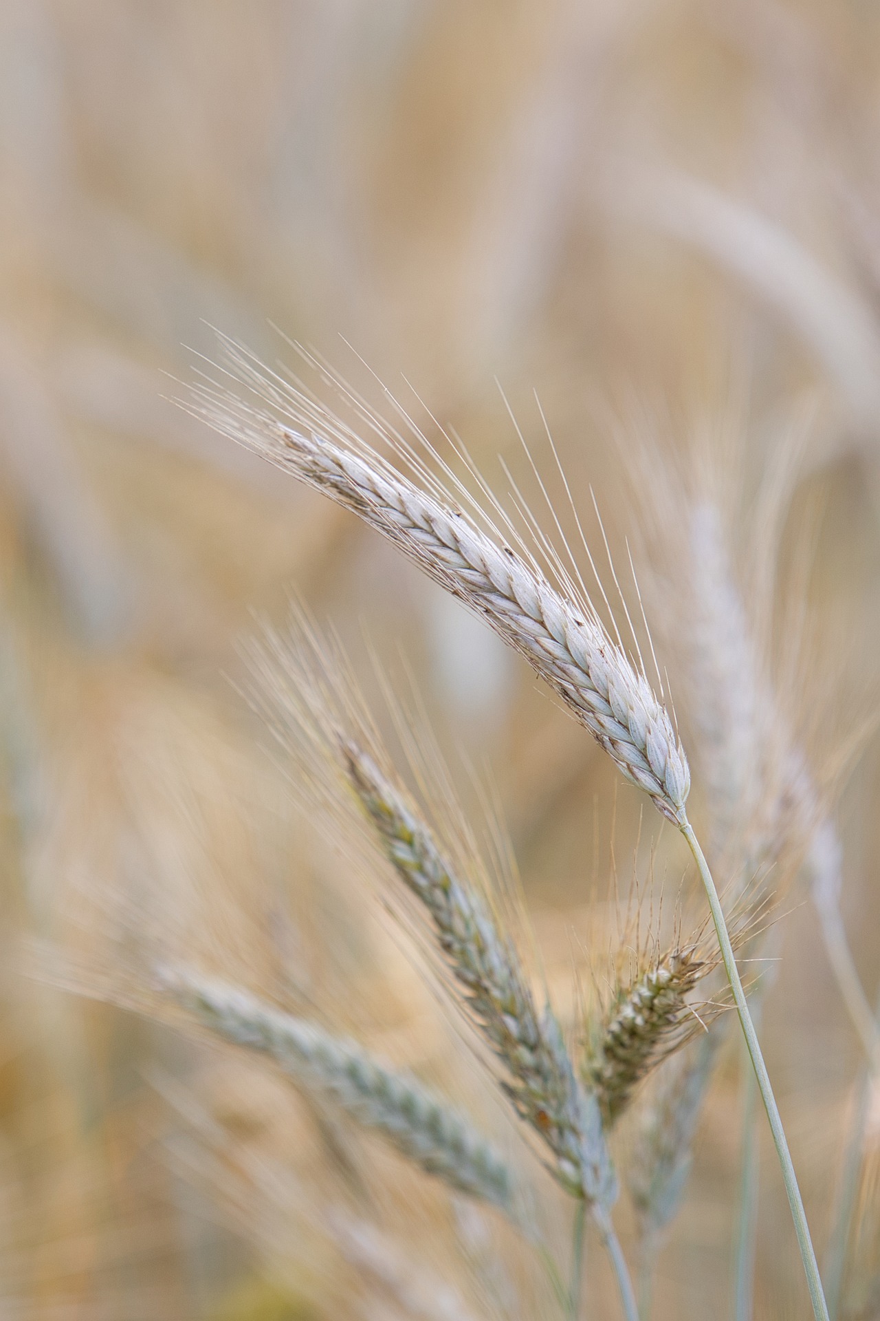 Lúa mì, golden tones, tông vàng, agriculture, nông nghiệp - HeiKiwi