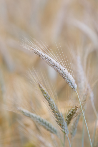 Lúa mì, golden tones, tông vàng, agriculture, nông nghiệp - HeiKiwi