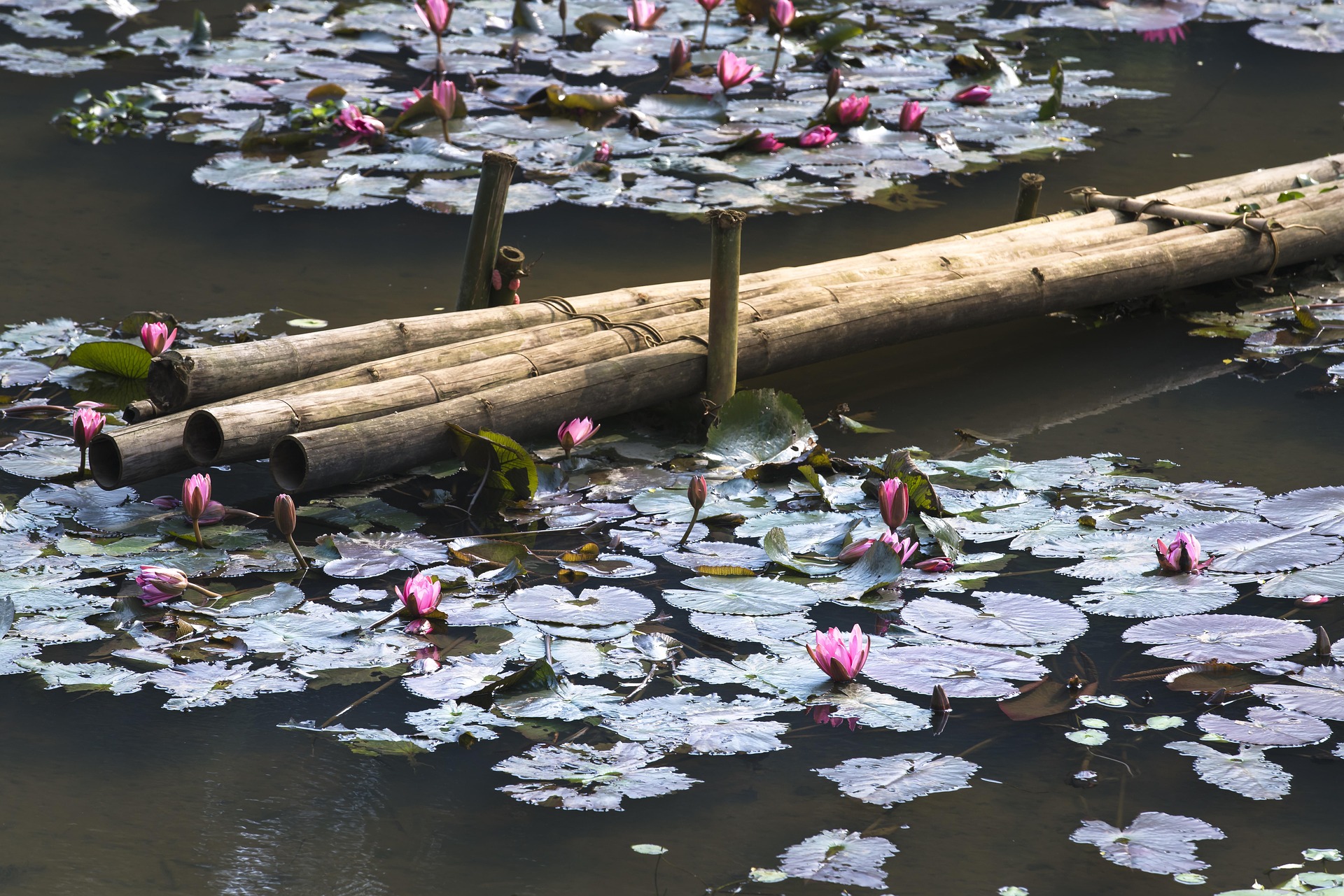 Hồ, lakes, hoa, flowers, bông súng, water lily, hình nền, nền, background -Quangpraha