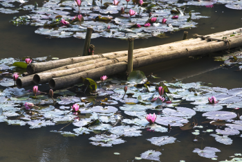 Hồ, lakes, hoa, flowers, bông súng, water lily, hình nền, nền, background -Quangpraha