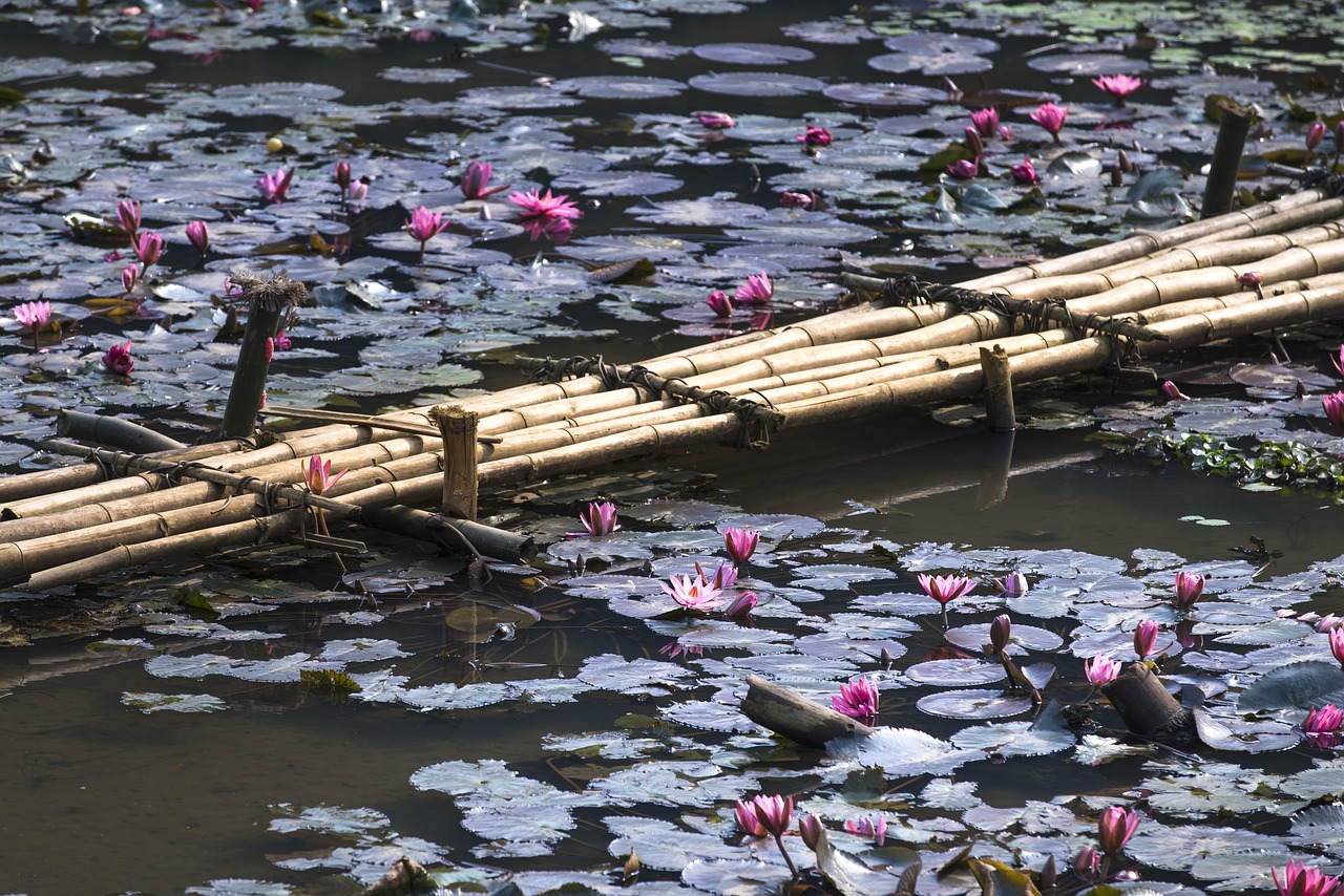 Hồ, lakes, hoa, flowers, bông súng, water lily, hình nền, nền, background -Quangpraha 1