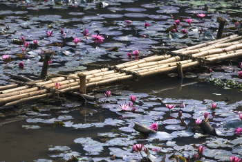Hồ, lakes, hoa, flowers, bông súng, water lily, hình nền, nền, background -Quangpraha 1