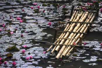 Hồ, lakes, hoa, flowers, bông súng, water lily, hình nền, nền, background -Quangpraha 2