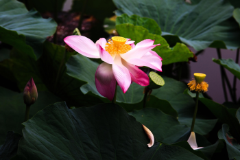 Hoa sen, lotus flower, lá sen, lotus leaf, đầm sen, lotus pond,- Quangpraha