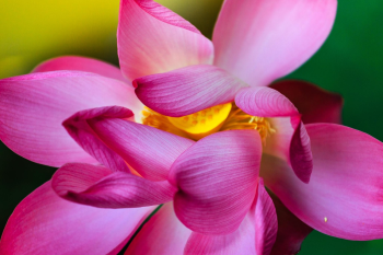 Hoa sen, lotus flower, lá sen, lotus leaf- Quangpraha 1