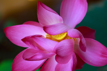 Hoa sen, lotus flower, lá sen, lotus leaf- Quangpraha
