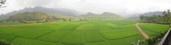 Cánh đồng lúa, rice field, nông nghiệp, agriculture, cảnh Việt Nam - cstrosing