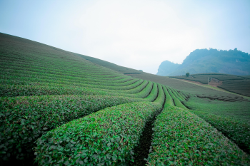 Mộc Châu, cánh đồng chè, tea plantation, luống cây, rows, đồi, hills, nông nghiệp, agriculture, phong cảnh, landscape-  ToanNguyen 1