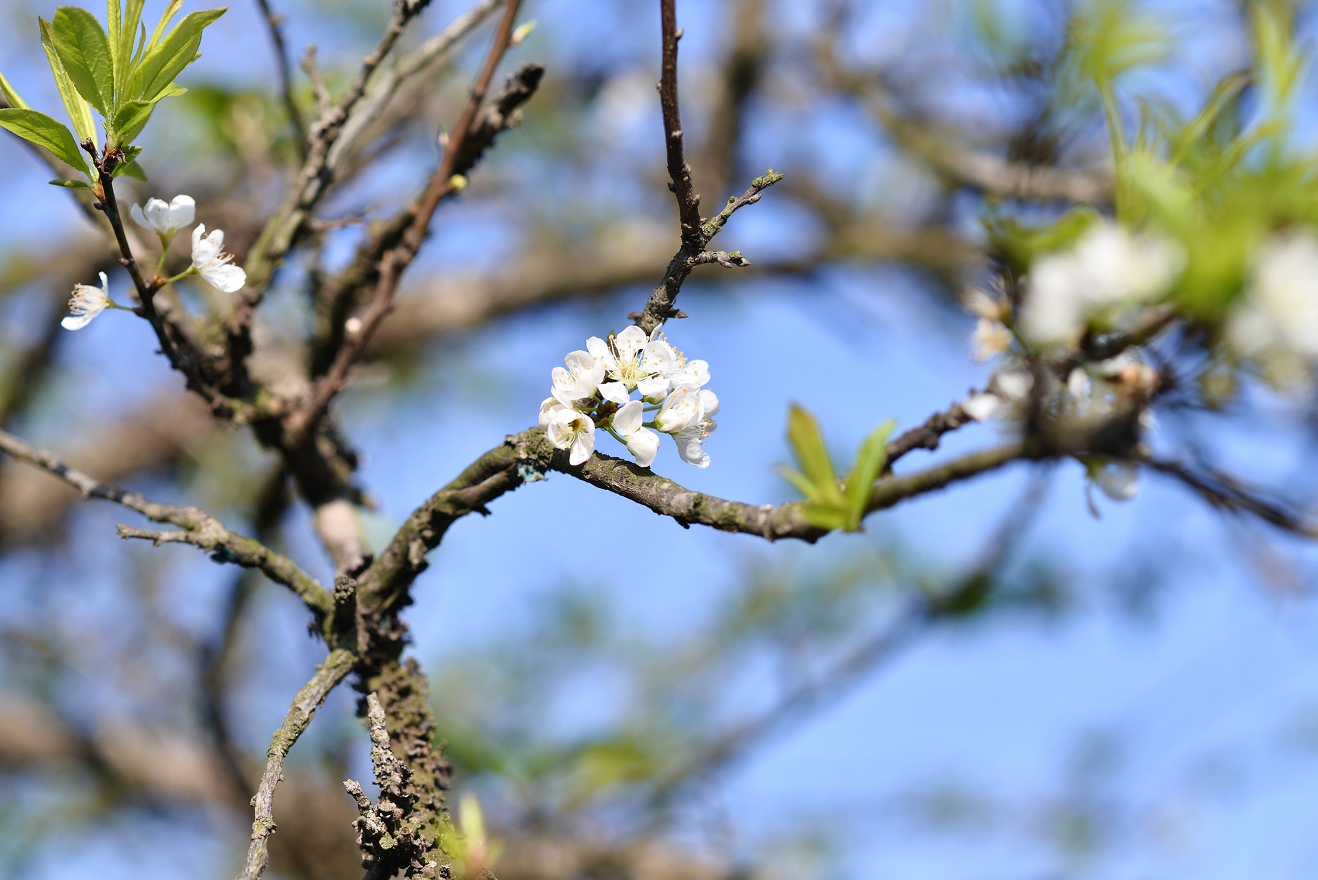 Hoa mận, plum blossoms, cành cây, tree branch, mùa xuân, spring, bầu trời xanh, blue sky -  tuandn0105