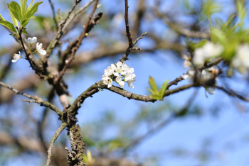 Hoa mận, plum blossoms, cành cây, tree branch, mùa xuân, spring, bầu trời xanh, blue sky -  tuandn0105