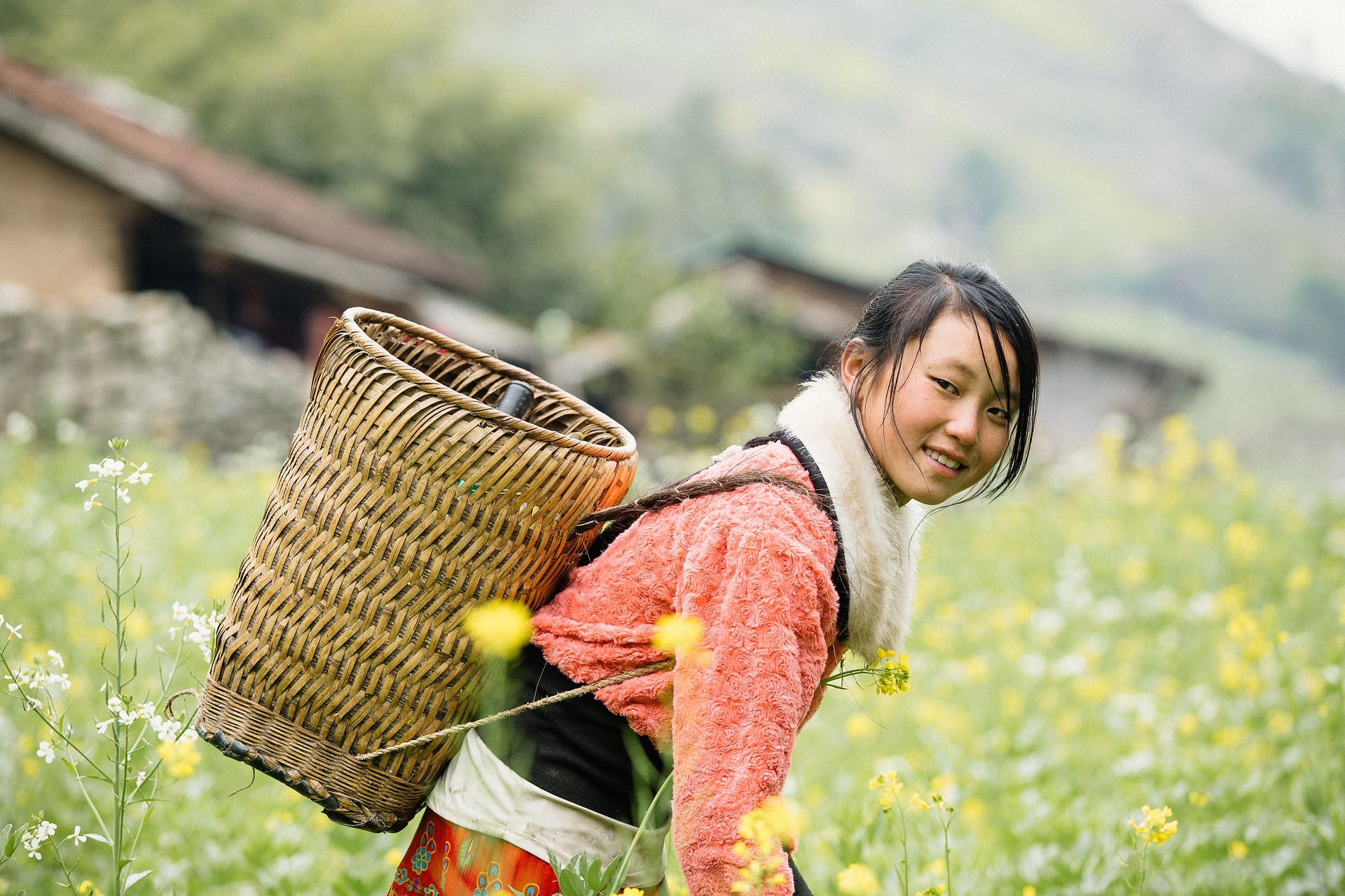 Cô gái miền núi, ethnic girl, nông thôn, rural, gùi tre, bamboo basket, đồng hoa, flower field, truyền thống, traditional - trilemedia