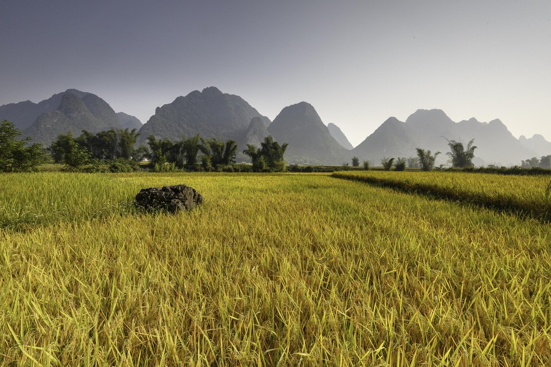 Cánh đồng lúa, rice field, núi, mountain- Quangpraha