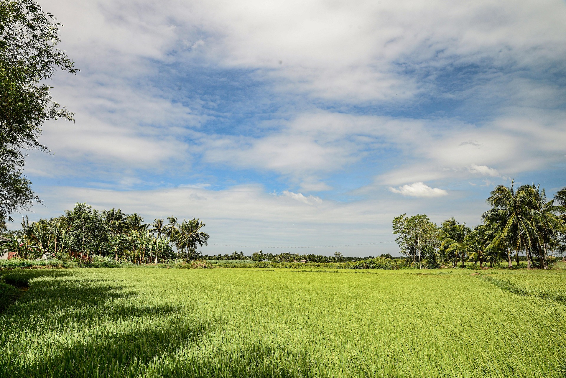 Cánh đồng, đồng ruộng, bầu trời, Field, paddy, sky , hình nền, nền, background-56april