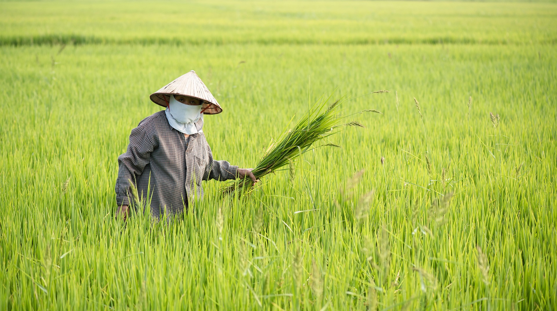 Nông dân, cánh đồng, làm lúa,Farmer, field, rice farming, hình nền, nền, background -trilemedia 2