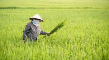 Nông dân, cánh đồng, làm lúa,Farmer, field, rice farming, hình nền, nền, background -trilemedia 2