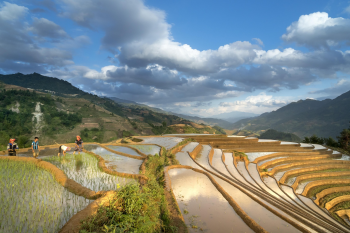 Ruộng bậc thang, Terraced rice fields, hình nền, nền, background - Quangpraha